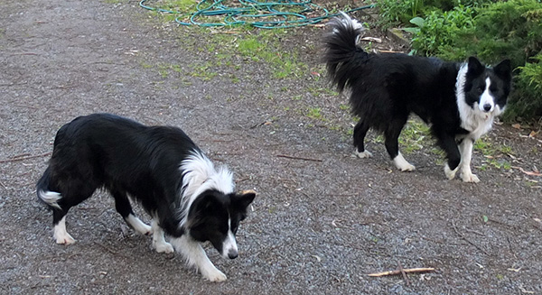  Note that the white front paw is different. Pebbles is on the left, Winnie on the right. 