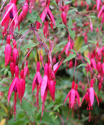  Flowers in early in autumn. 