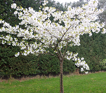  Memorial tree for Smoocher the cat. 