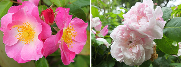  Both shrubs fit the descriptions of these roses. 