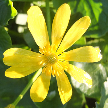  A weedy flower! 