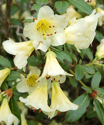  A compact waist-high shrub. 