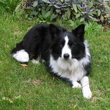  My young black and white Border Collie. 