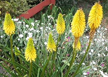  A yellow red hot poker! 