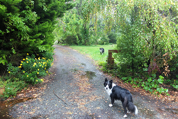  Leaves starting to turn yellow. 