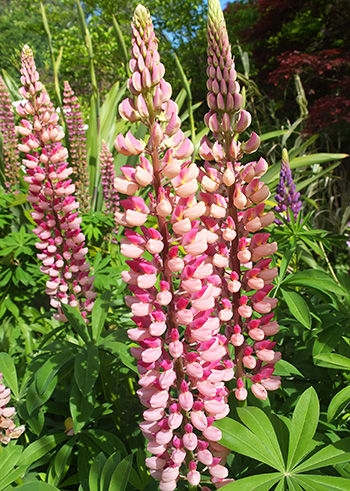  Short-lived perennials. 