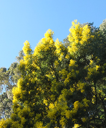  Yellow and blue - yeay! 