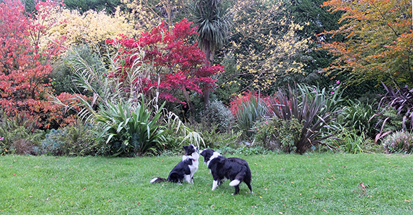  And autumn trees in the Dog-Path Garden. 