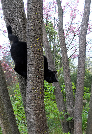  She loves climbing their fibrous trunks. 