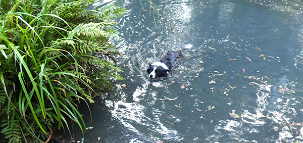  Winnie in the pond. 