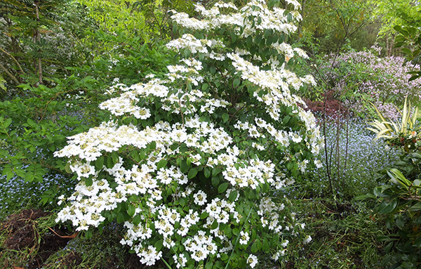  A beautiful Viburnum plicata. 