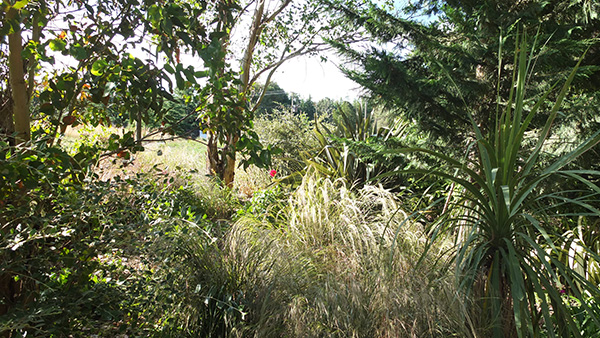  A mass (or mess) of vegetation! 