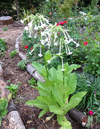  Self-seeded in The Hump, on a path. 