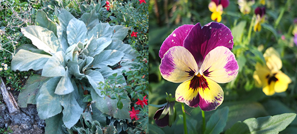  Huge weedy Verbascum, little self-sown pansy. 