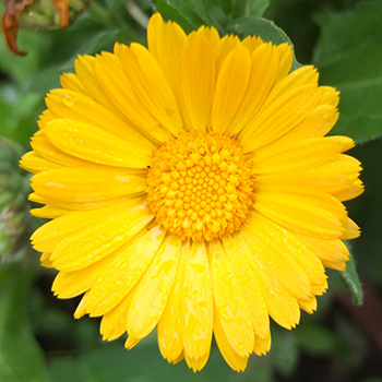  In the Allotment Garden. 