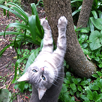  A bit blurry - Minimus was sharpening her claws... 