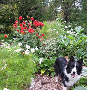  My young Border Collie. 