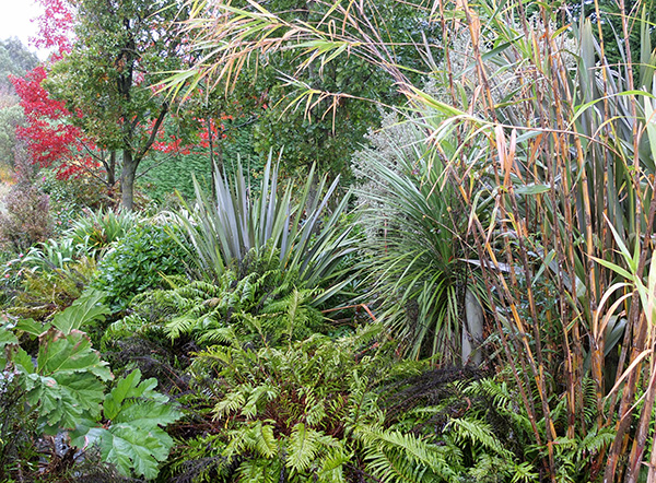  Phormiums, ferns, gunnera, and giant reeds hide the stumps! 