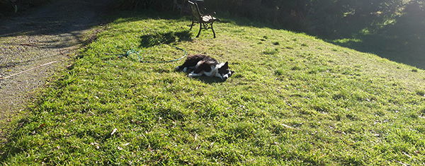  Winnie on the Frisbee lawn. 