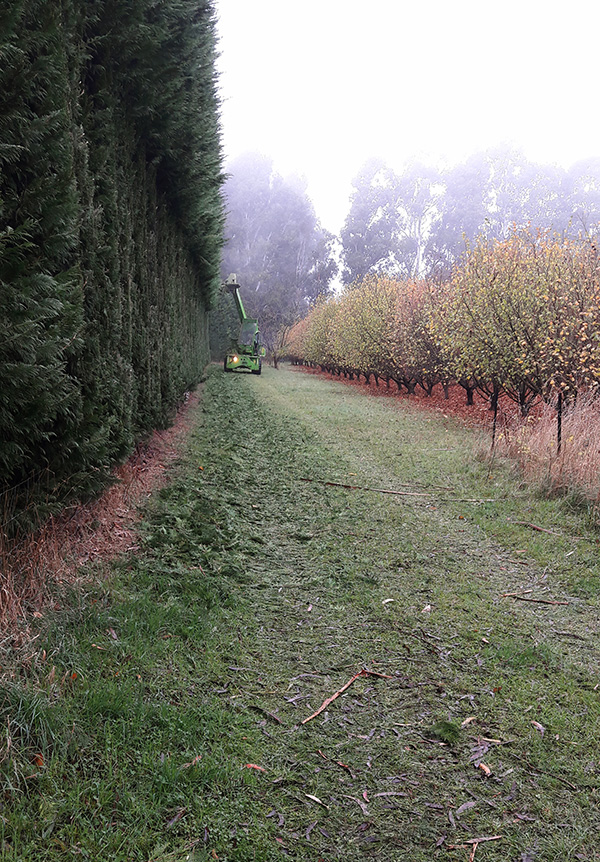  Such a neat edge for a hedge! 