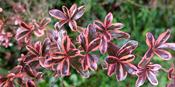  In the Shrubbery. 