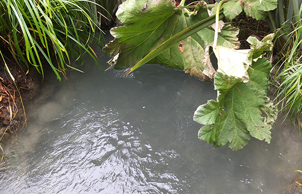  And the Gunnera leaf that Fred climbed onto 