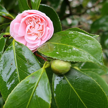  An original shrub by the house. 