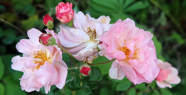  A hybrid musk rose. 