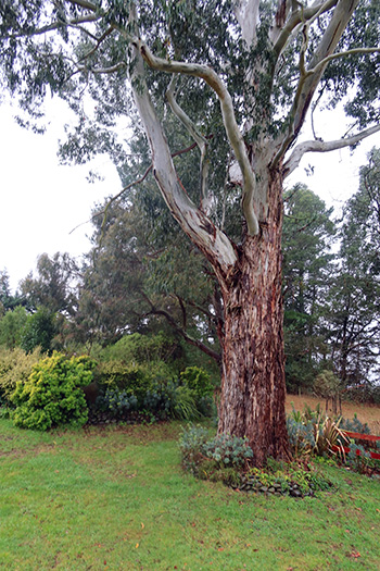  Lovely tree, a huge Eucalyptus. 