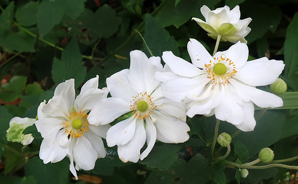  A late flowering perennial. 