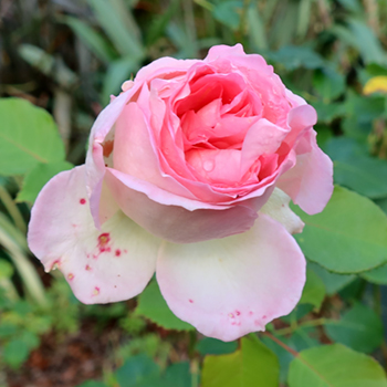  Flowering in mid-winter. 