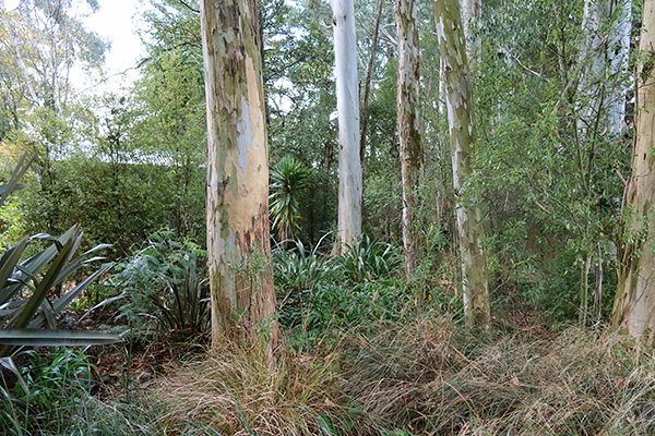  The Eucalyptus trees drop bark and leaves over everything below, 