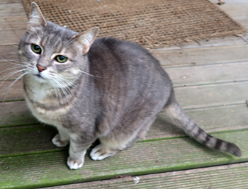  My cottage cat. 