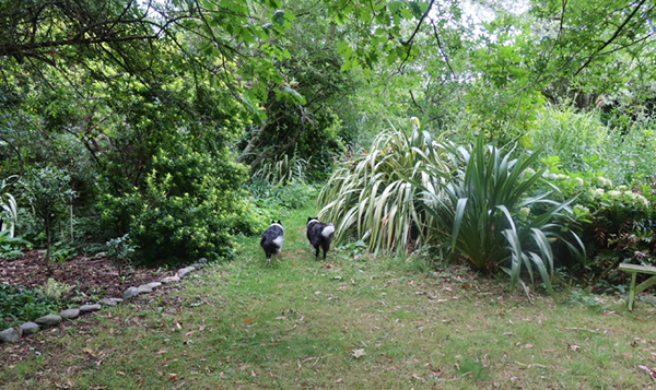  New garden on the left - planted with Camellias 