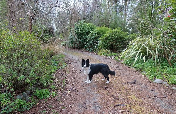  Where I have been weeding. 