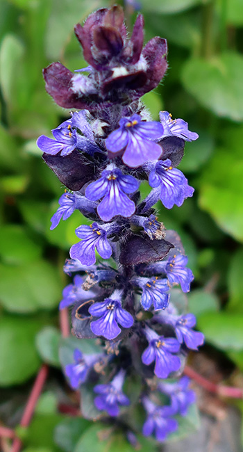  A creeping ground cover, can be a nuisance. 