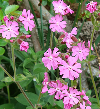  A pretty and slightly weedy flower. 