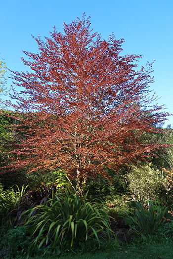  A large tree, and destined to get much larger! 