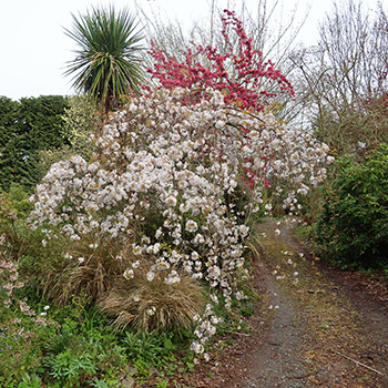  Cherry tree and Crabapple. 