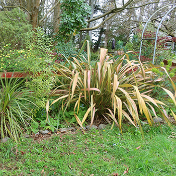  A Phormium variety Jester. 