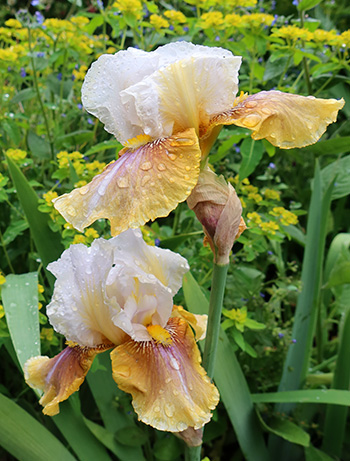  In the Allotment Garden. 