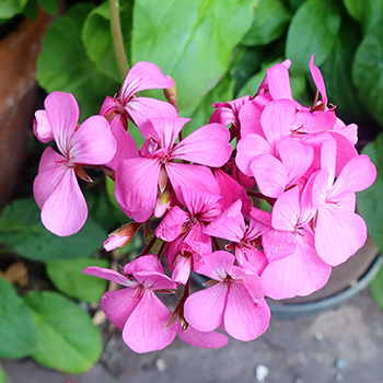  In a patio pot. 