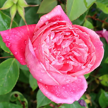  An old-fashioned looking rose. 