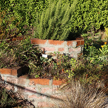  Herbs all trimmed. 