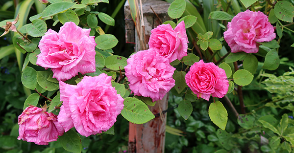  A most beautiful rose with slightly mottled petals. 