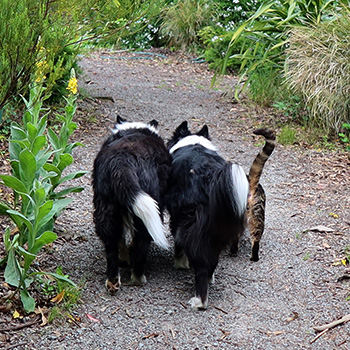  The dogs and one of the Fred cats. 