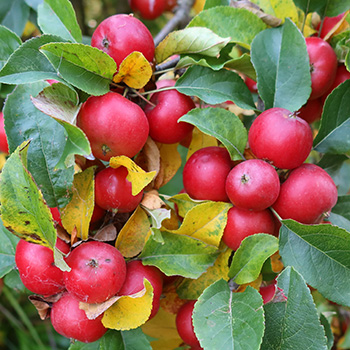  A colourful sign of winter approaching. 