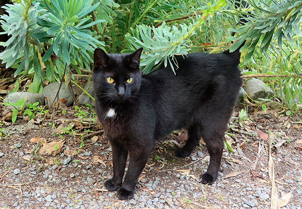  My beautiful black cat. 