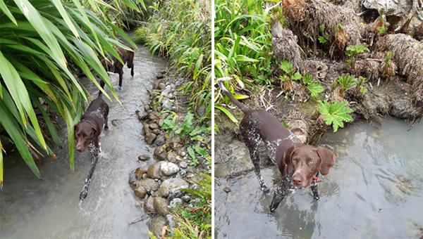  Frida the spotty GSP, with Escher following behind. 