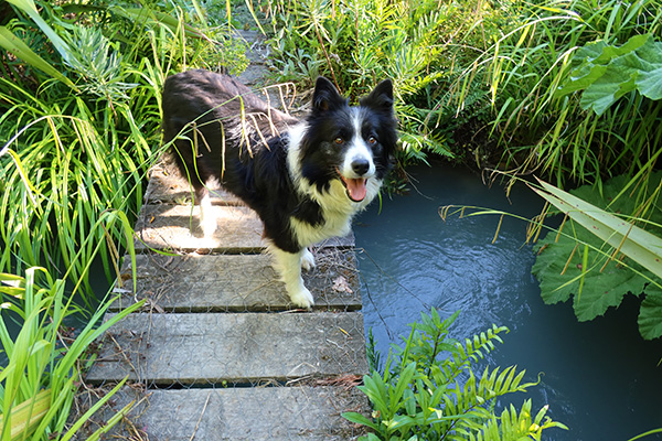  Duck chaser! 